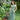 Lace the Label - Cedar & Lily Clothier