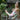 Misa - Cedar & Lily Clothier
