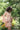 Lolie Dress - Cedar & Lily Clothier